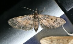 Eupithecia palpata