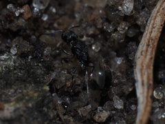 Cardiocondyla venustula