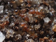 Pheidole navigans