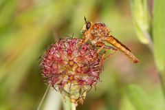 Ospriocerus longulus