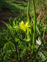 Gagea lutea