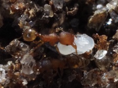 Pheidole navigans