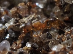 Pheidole navigans