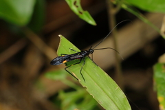 Hiranetis