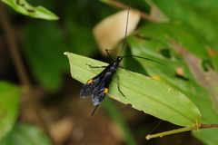 Hiranetis