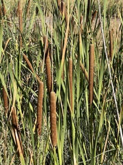 Typha orientalis