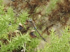 Rhionaeschna diffinis