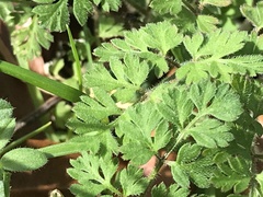 Chaerophyllum tainturieri