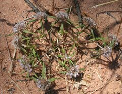 Spermacoce constricta