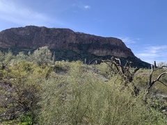 Parkinsonia microphylla