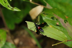 Hiranetis