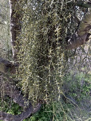 Parkinsonia microphylla