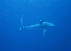 Carcharhinus albimarginatus