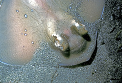 Solomon Maskray photo 2