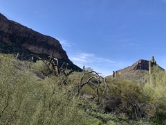 Parkinsonia microphylla