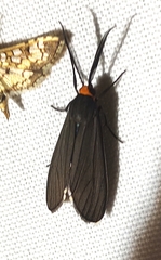 Ctenucha