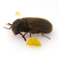 Oligomerus