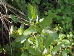 Stachys floridana