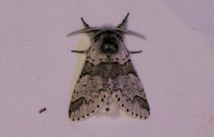 Furcula occidentalis