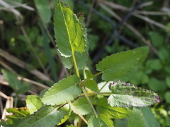 Stachys floridana