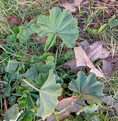 Malva parviflora