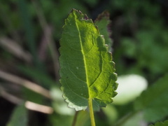 Stachys floridana