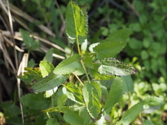 Stachys floridana