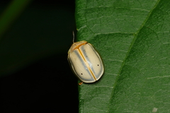 Hilarocassis albida