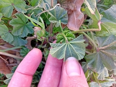 Malva parviflora