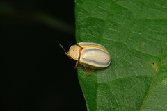 Hilarocassis albida