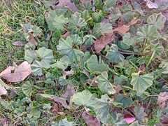 Malva parviflora