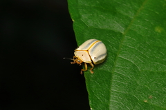 Hilarocassis albida