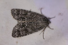 Acronicta impleta