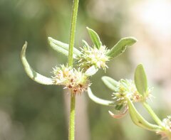 Spermacoce brachystema