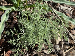 Lomatium dasycarpum