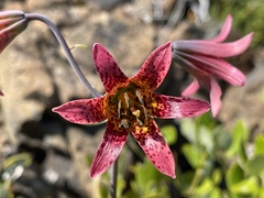 Lilium bolanderi