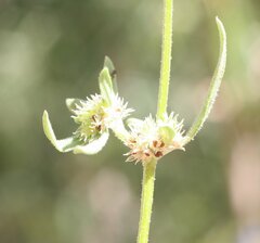Spermacoce brachystema