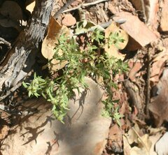 Spermacoce brachystema