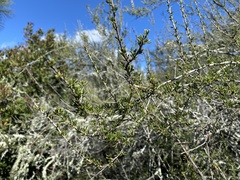 Adenostoma fasciculatum