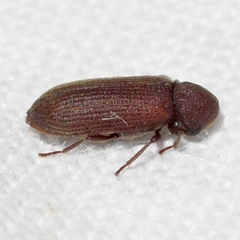 Oligomerus