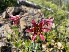 Lilium bolanderi