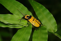 Chauliognathus missionum