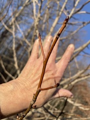 Ulmus alata
