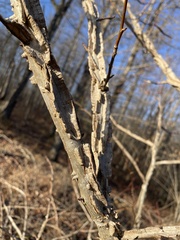 Ulmus alata
