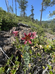 Lilium bolanderi