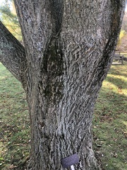 Phellodendron sachalinense