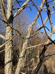 Ulmus alata