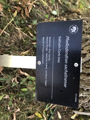 Phellodendron sachalinense