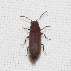 Oligomerus