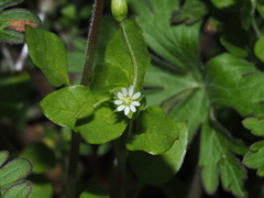 Stellaria